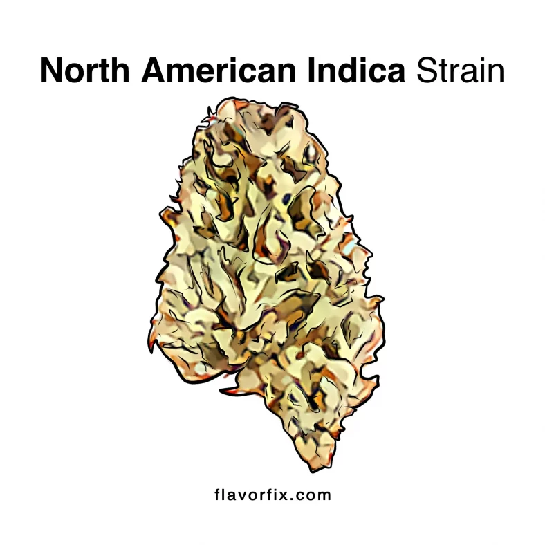 North American Indica Strain