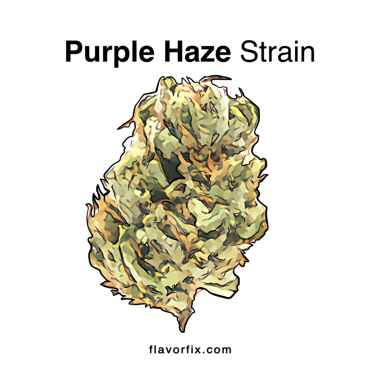 Purple Haze Strain