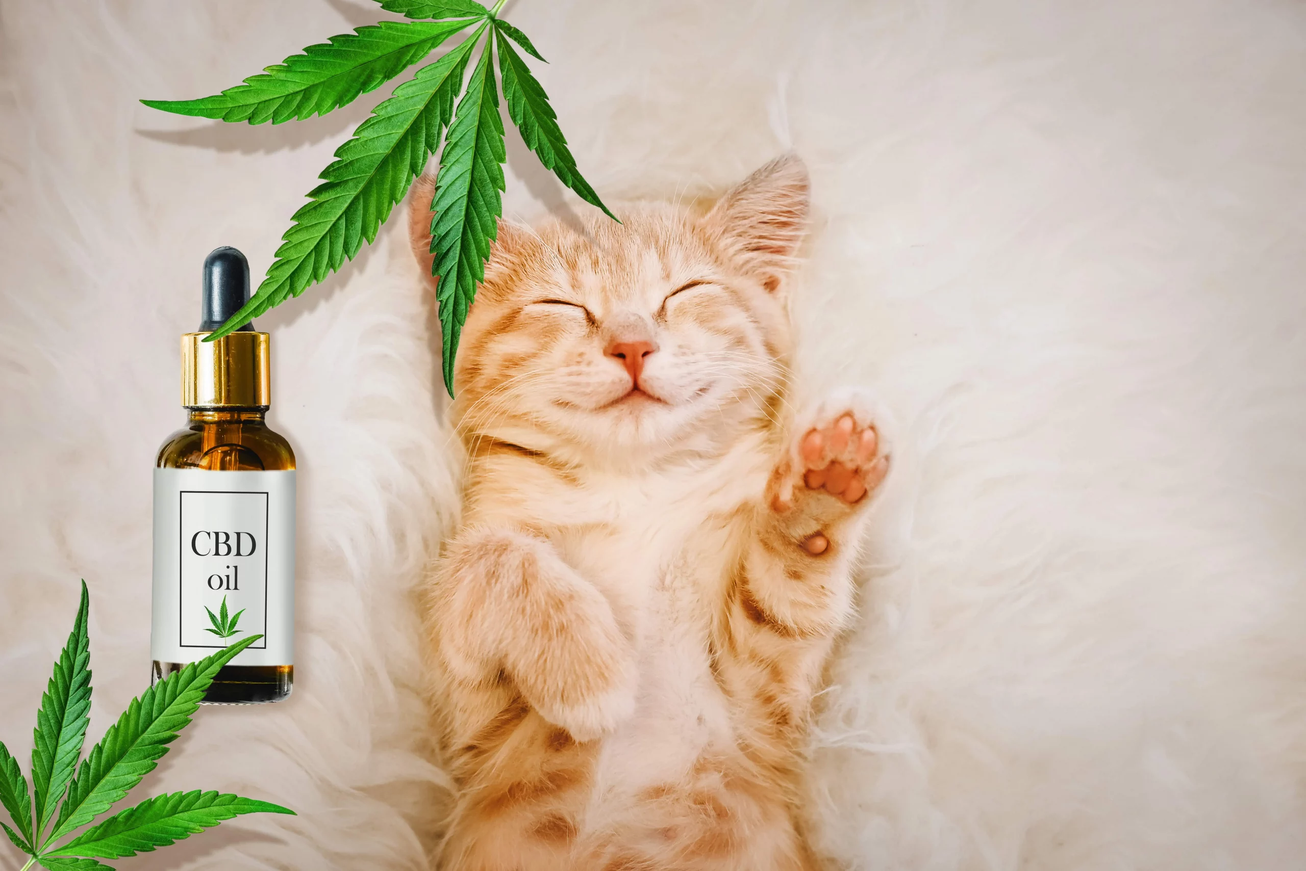 CBD dosage for cats