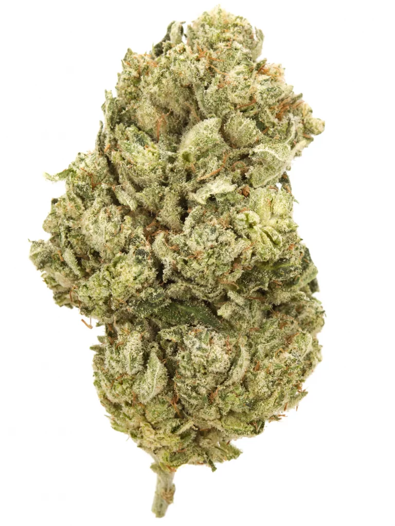 Elmer’s Glue Strain Cannabis Strains Info Flavor Fix
