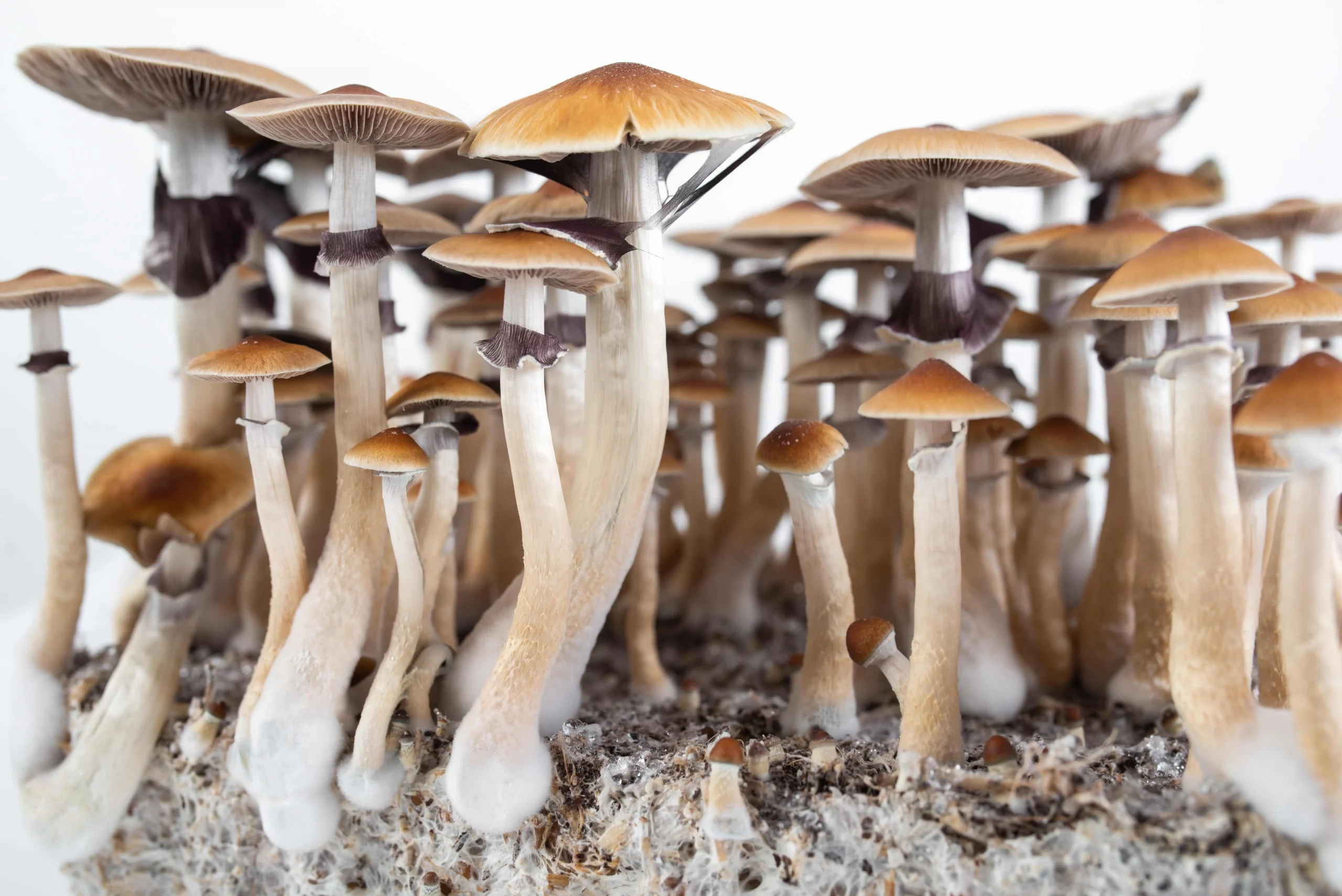 Psilocybe-Cubensis Mushroom strain