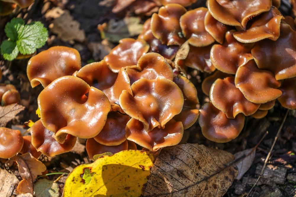 wavy caps mushrooms