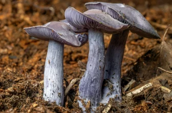Psilocybe Caerulipes