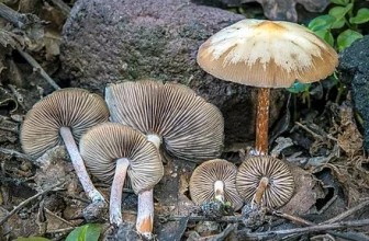 Psilocybe caerulescens