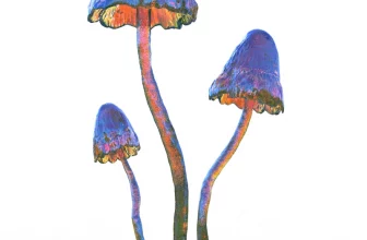 psilocybe azurescens - illustration in blue