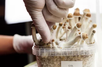how to grow shrooms