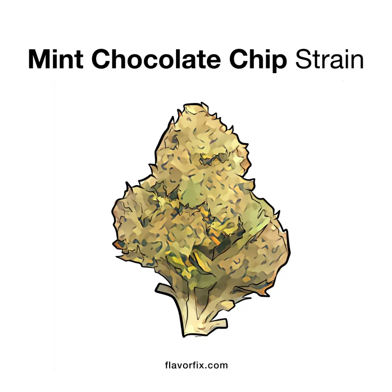 Mint Chocolate chip strain