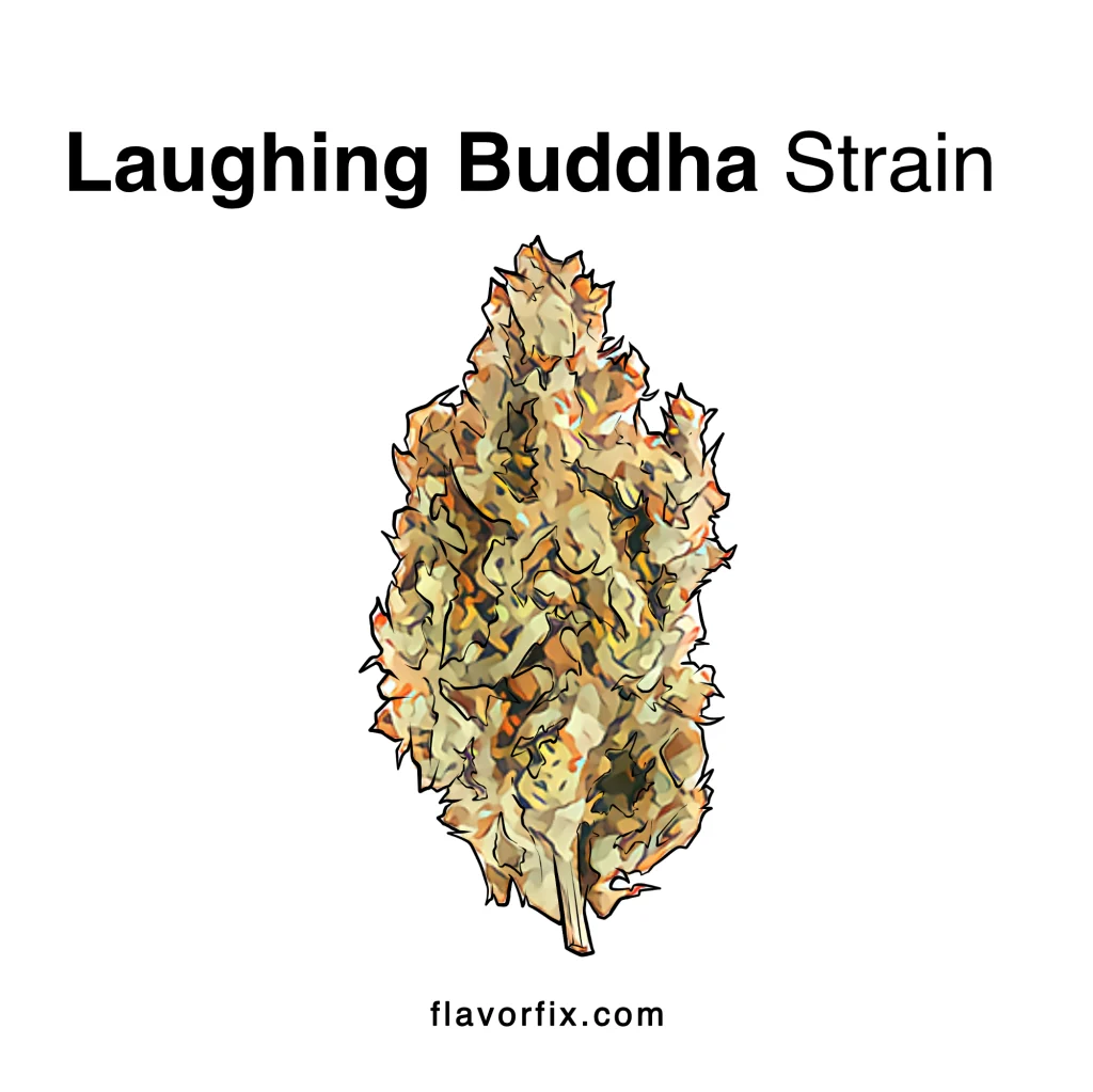 Laughing Buddha Strain Info Cannabis Strains Flavor Fix