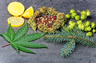 What are terpenes and what are they used for