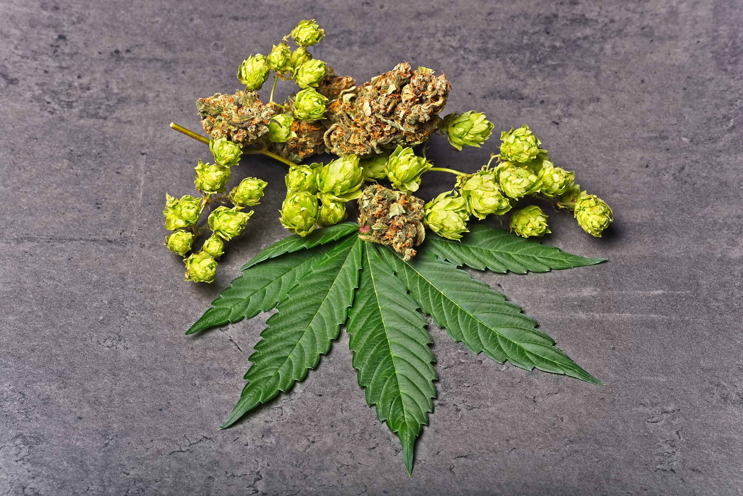 Terpene with cannabis leaf