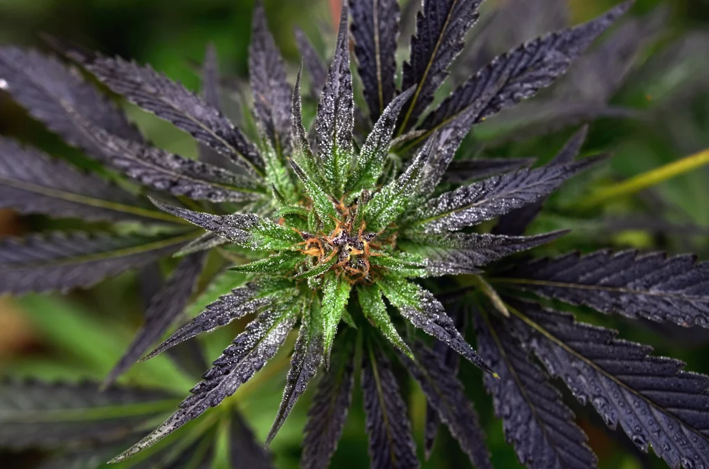 Sativa Strains | Names, Effects & Info | Flavor Fix