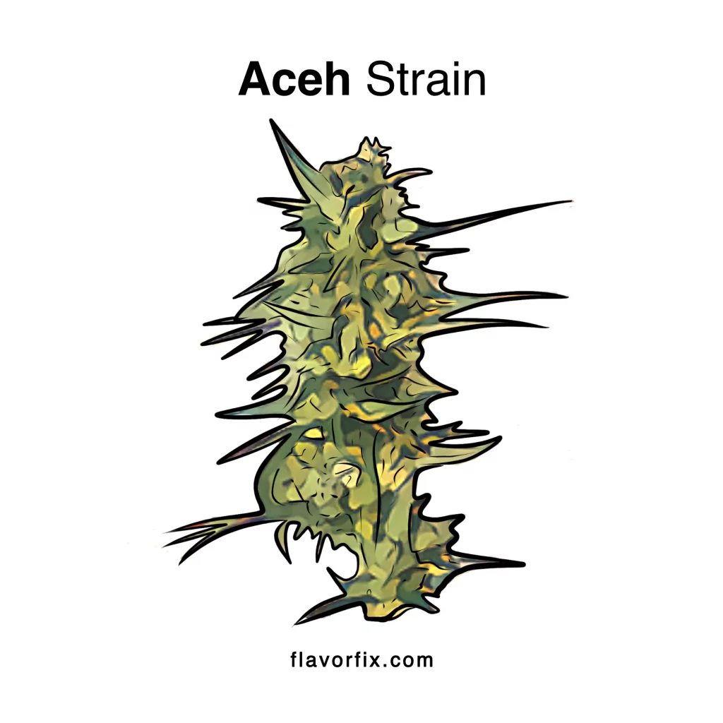 Aceh Strain