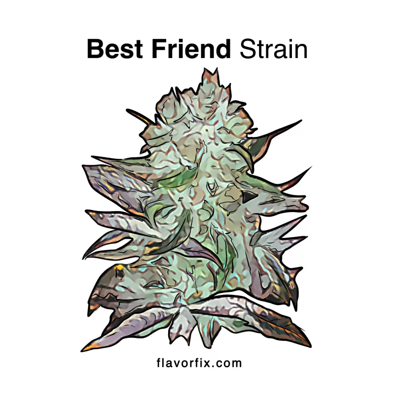 Best Friend Strain