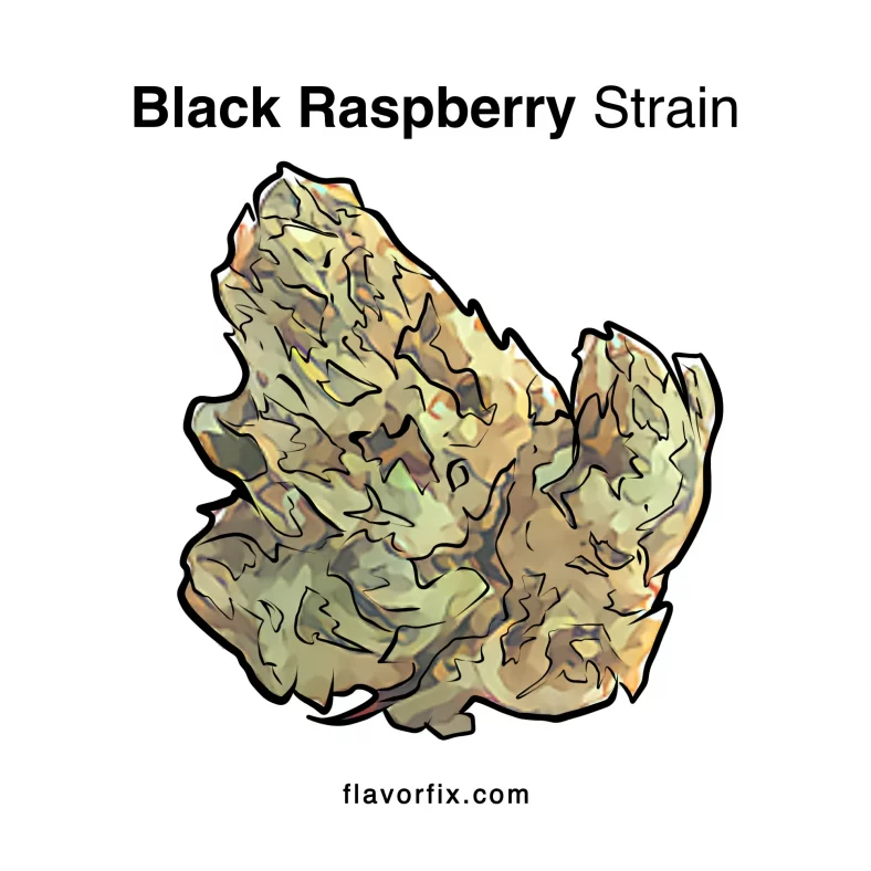 Black Raspberry Strain