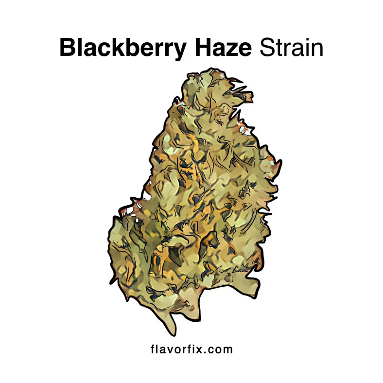 Blackberry Haze Strain