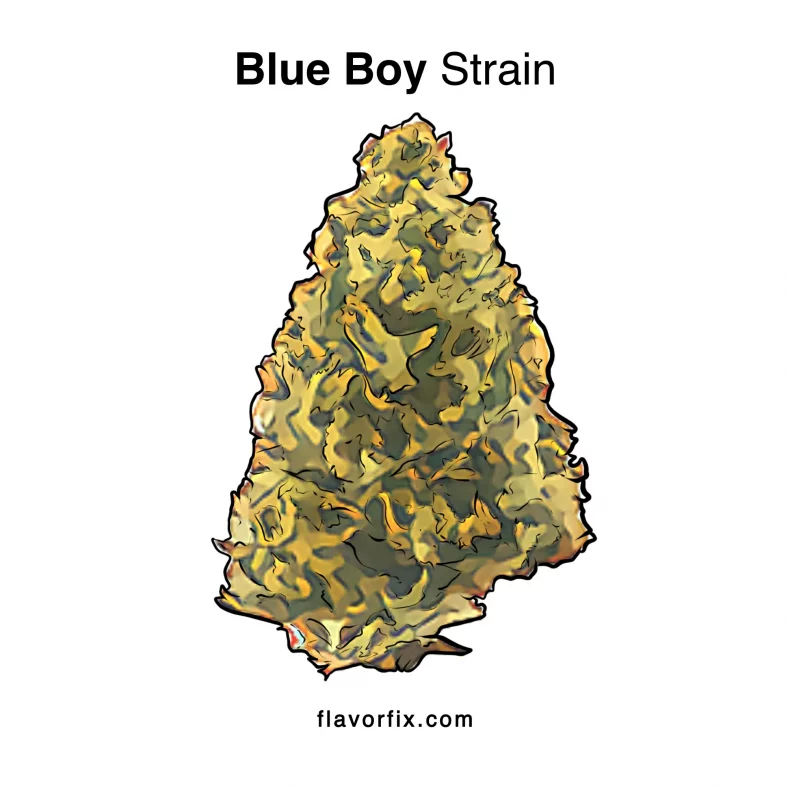 Blue Boy Strain
