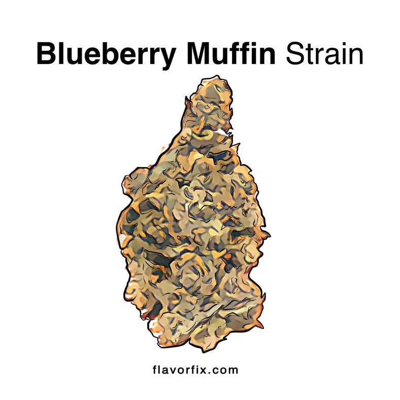 Blueberry Muffin Strain