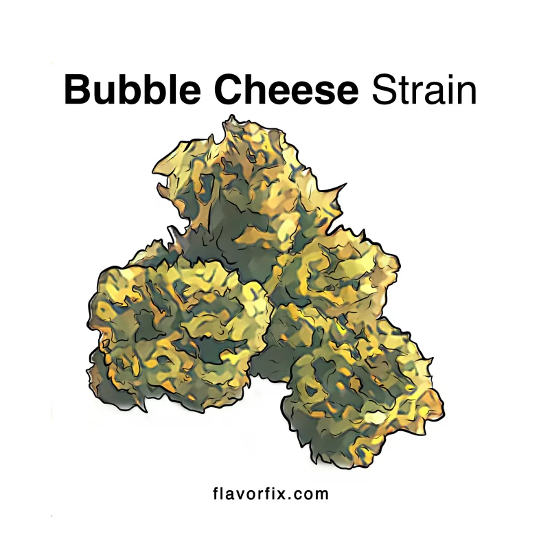Bubble Cheese Strain