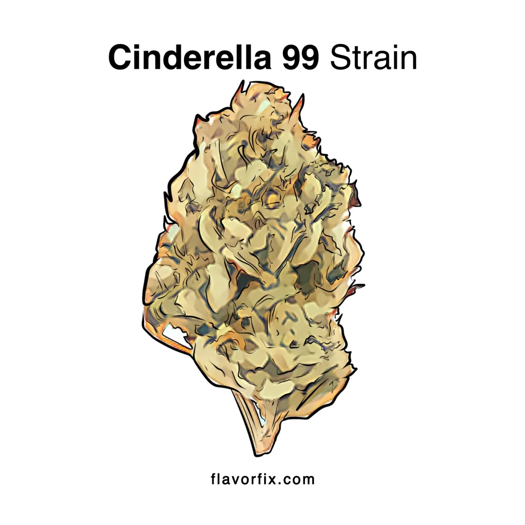 Cinderella 99 Strain