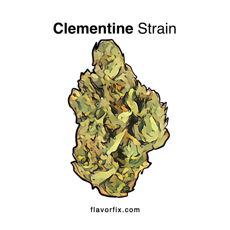 Clementine Strain