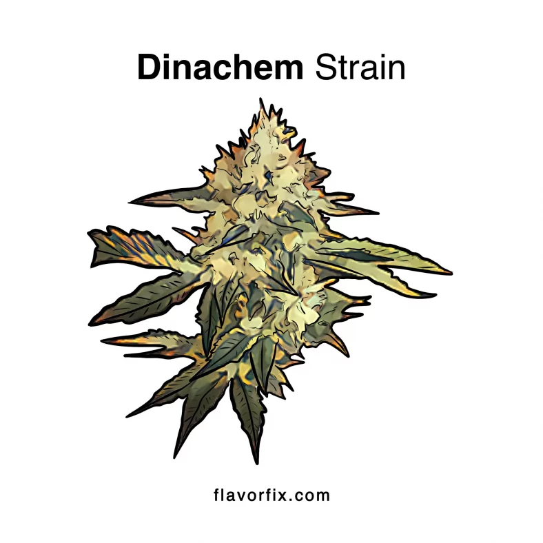 Dinachem Strain
