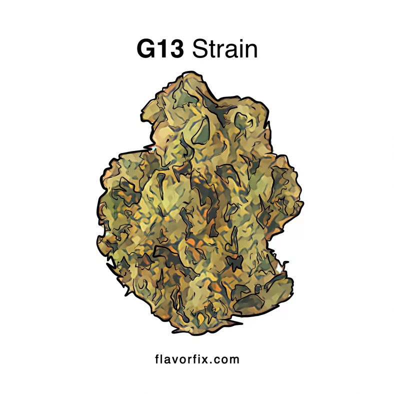 G13 Strain