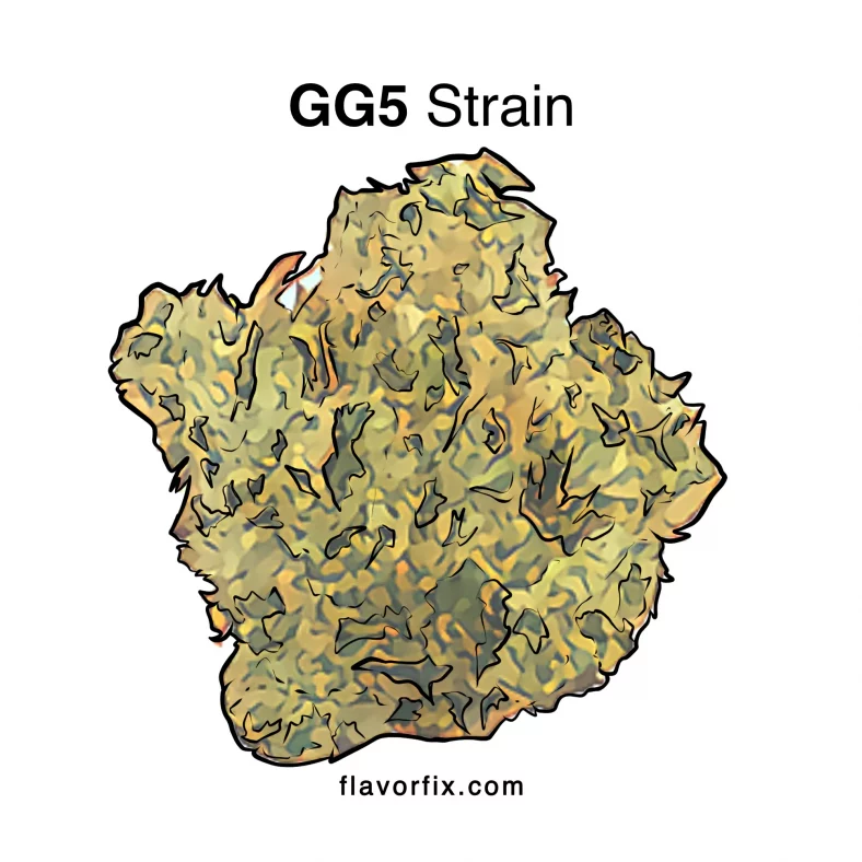 GG5 Strain