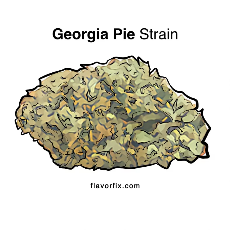 Georgia Pie Strain