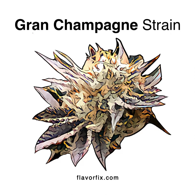 Gran Champagne Strain