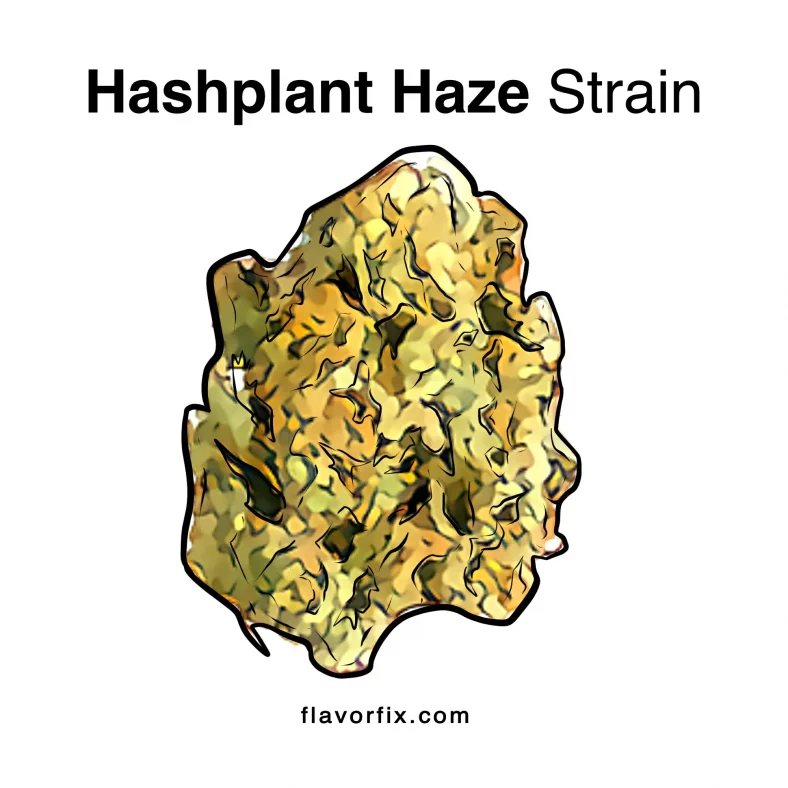 Hashplant Haze Strain