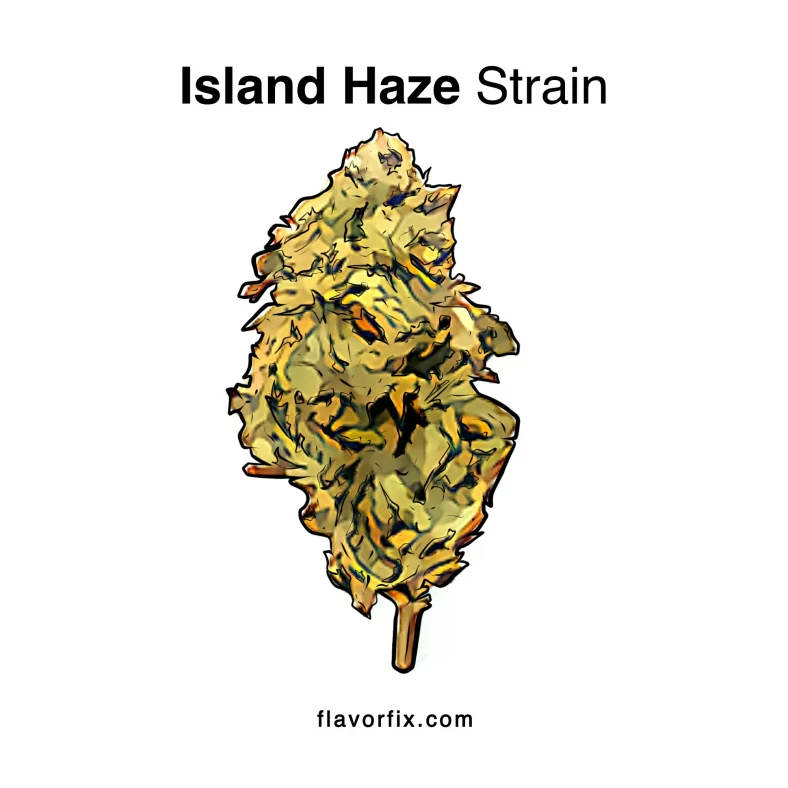 Island Haze Strain