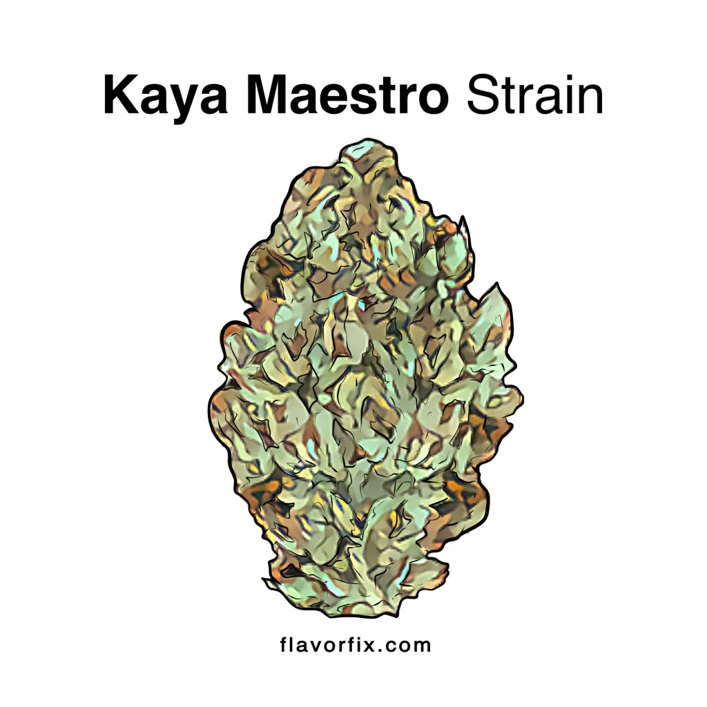 Kaya Maestro Strain