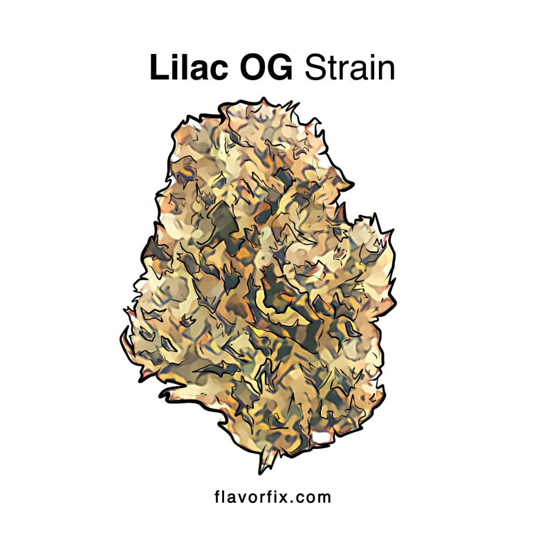 Lilac OG Strain