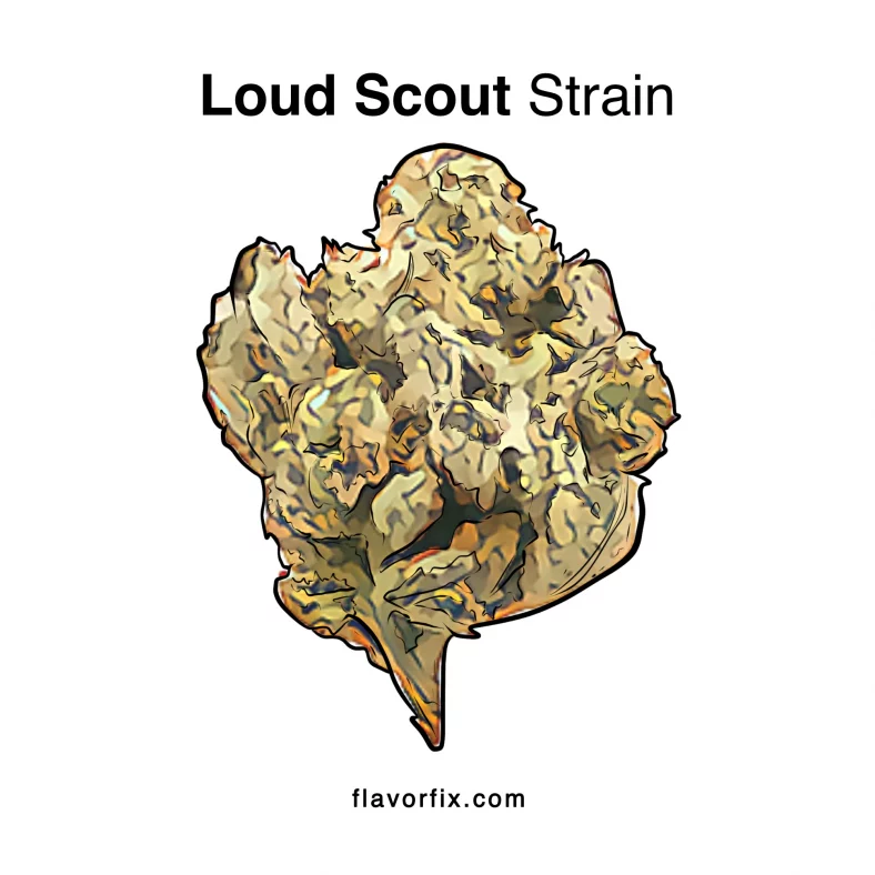 Loud Scout Strain