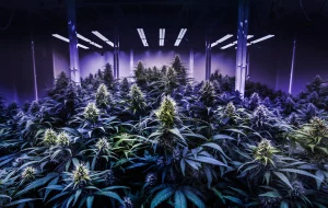 New Jersey Lifts Cannabis Cultivation Cap, Allows for Vertical Integration