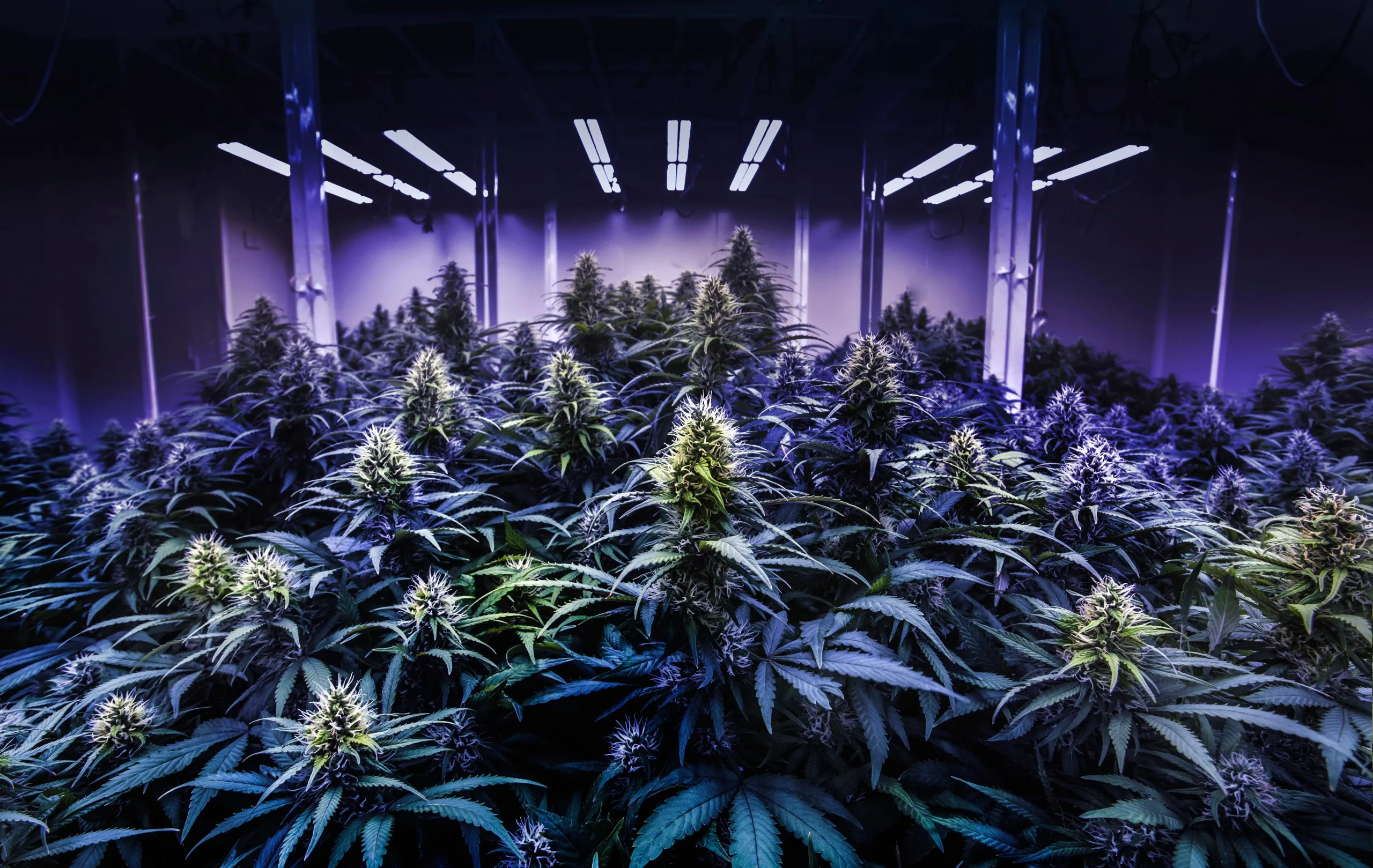 NJ cannabis cultivation cap