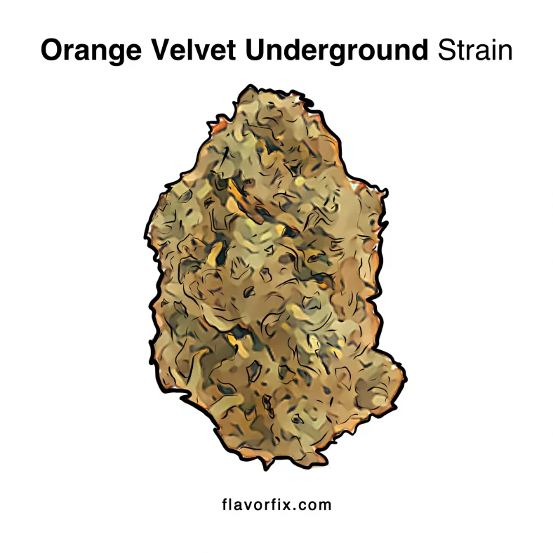 Orange Velvet Underground Strain