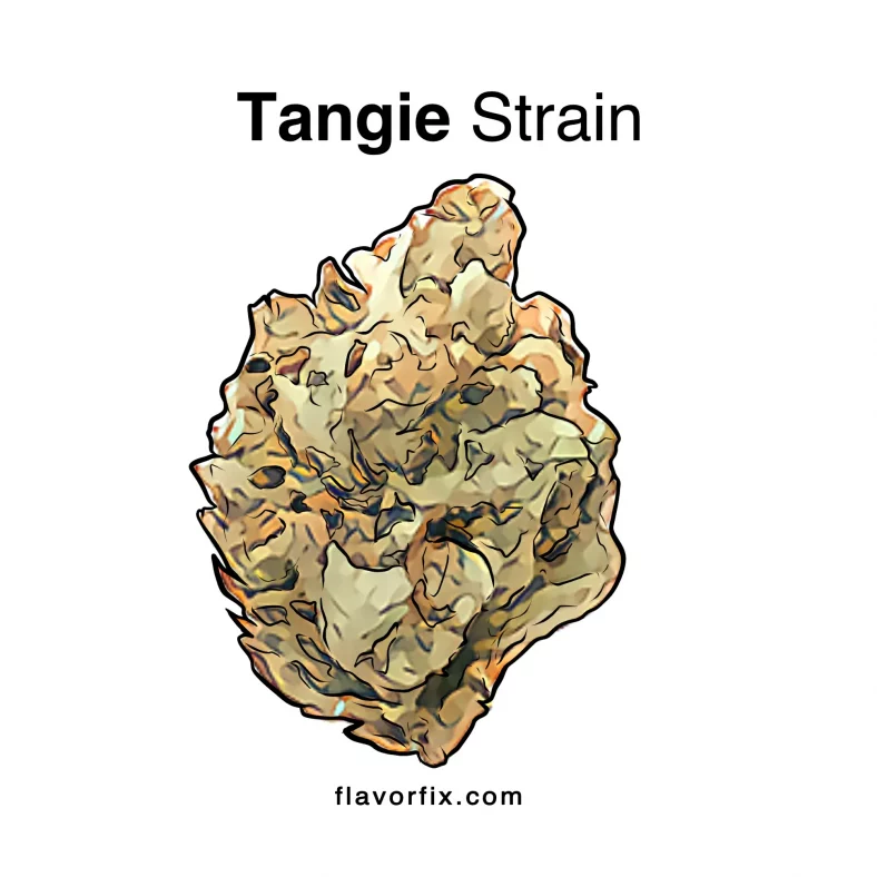 Tangie Strain