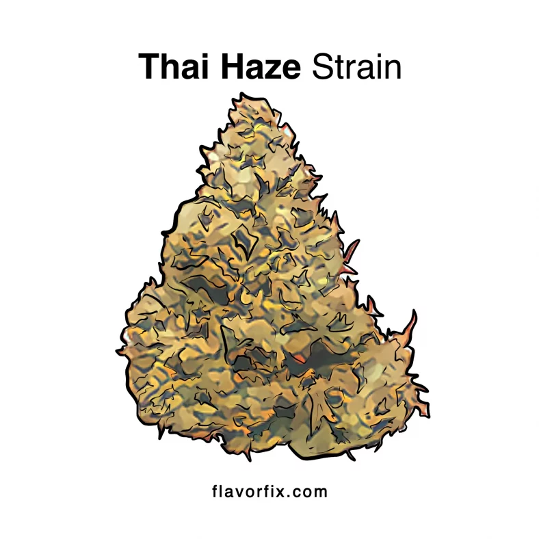 Thai Haze Strain