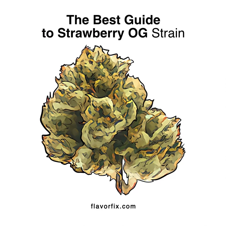 The Best Guide to Strawberry OG Strain