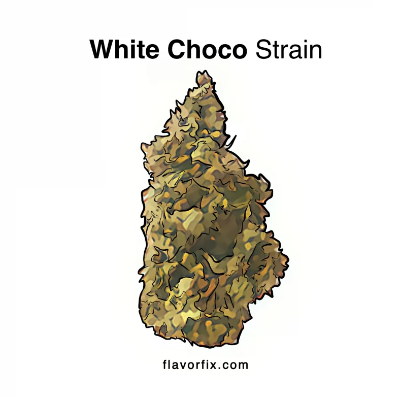 White Choco Strain