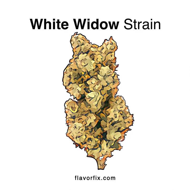 White Widow Strain