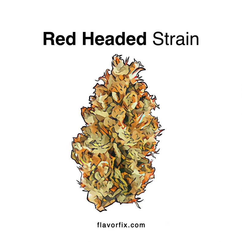 red headed strain