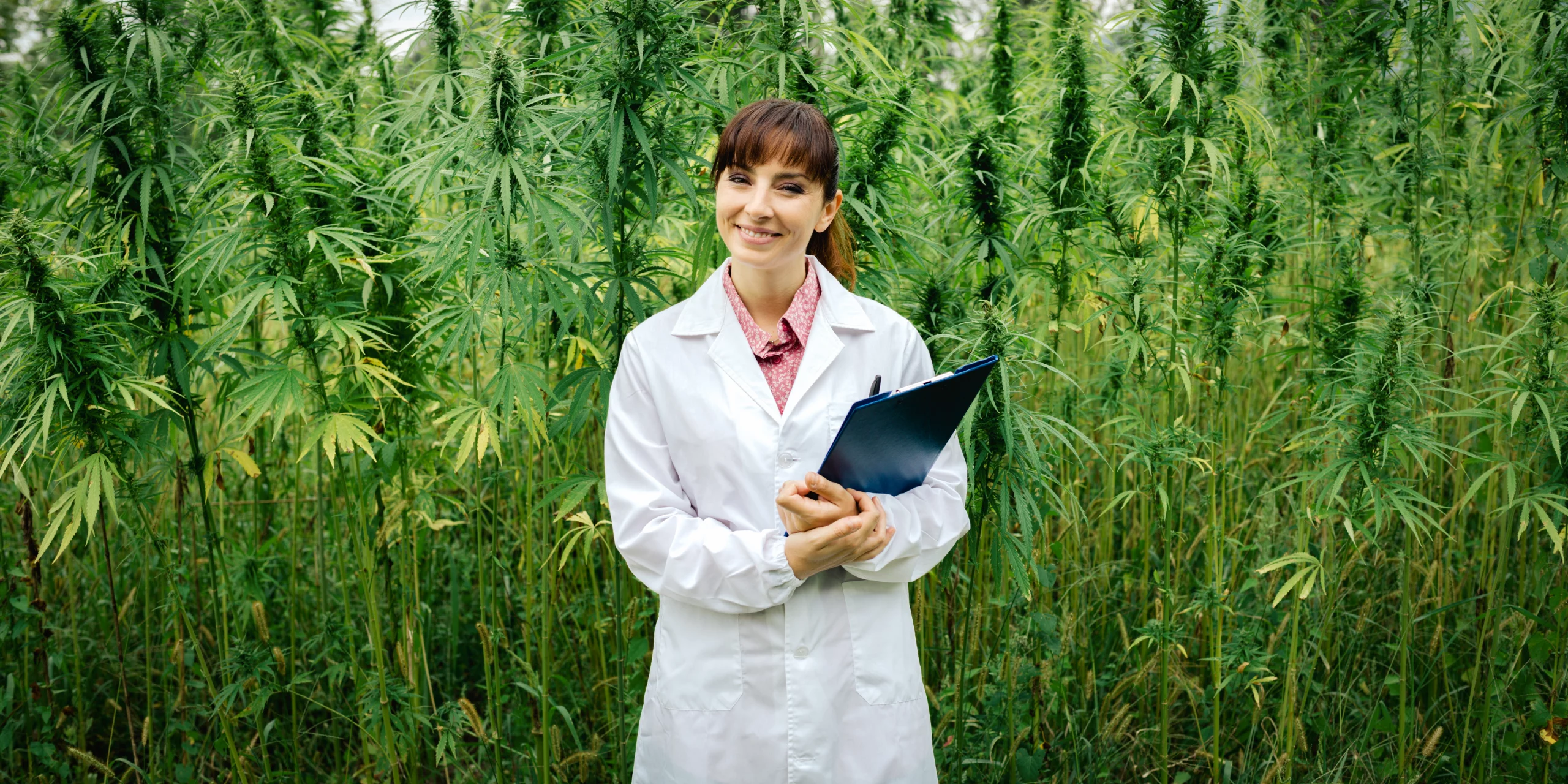 California awards $20M in cannabis research grants