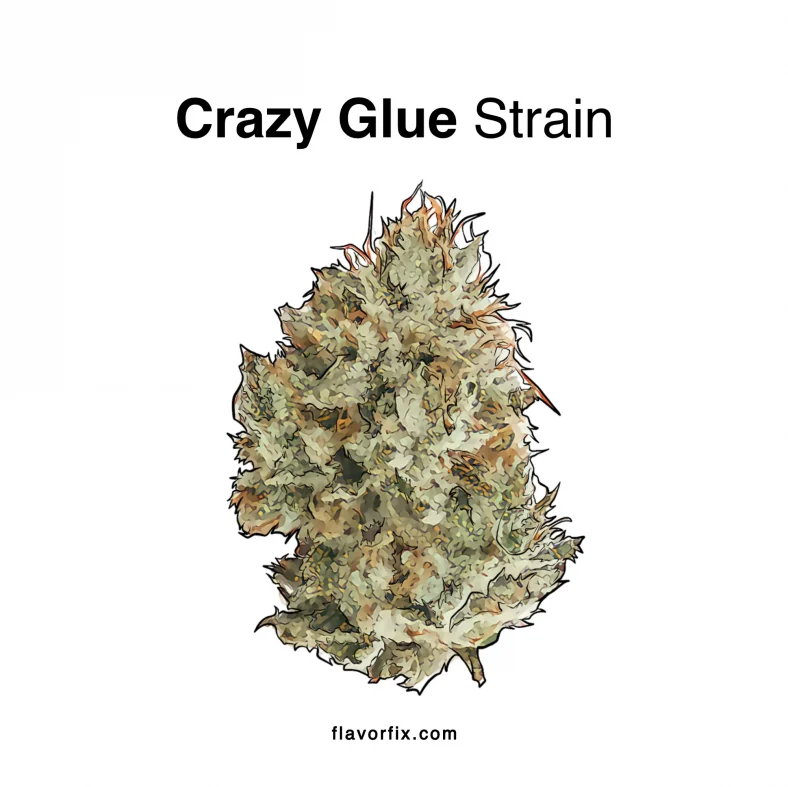 Crazy-Glue-Strain