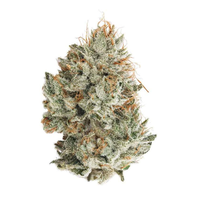 crazy-glue-strain-info-cannabis-strains-flavor-fix