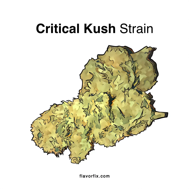 Critical-Kush-Strain