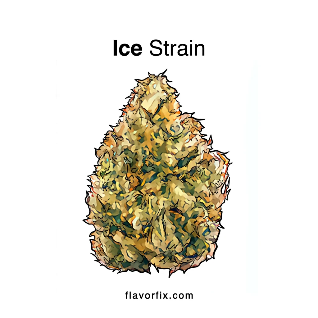 Ice Strain Information | Cannabis Strains | Flavor Fix