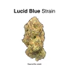 Lucid-Blue-Strain