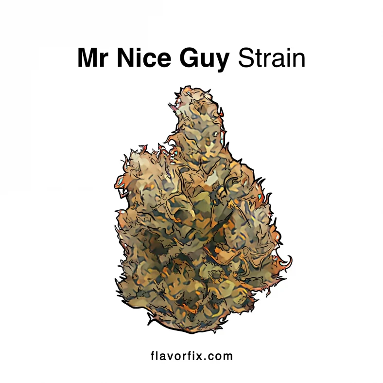 Mr. Nice Guy Strain — Just Right for a Nice Time